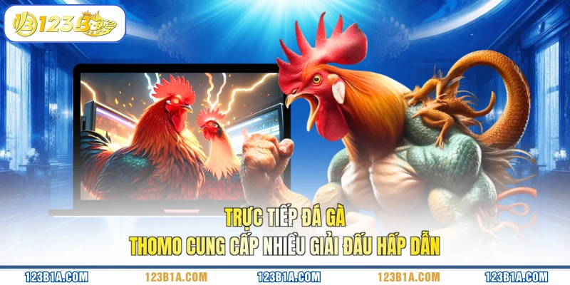 Trực tiếp đá gà Thomo cung cấp nhiều giải đấu hấp dẫn